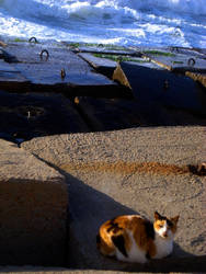 Sea Loving Cat