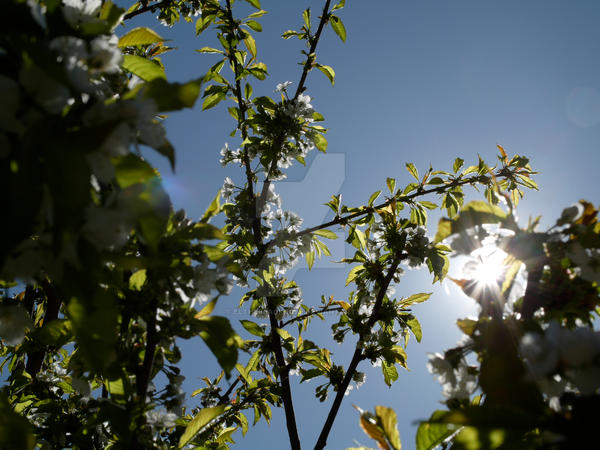 Cherry tree I