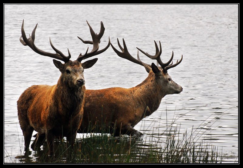 Red deer