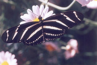 Zebra Longwing - PatGoltz