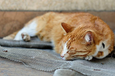 Ginger cat