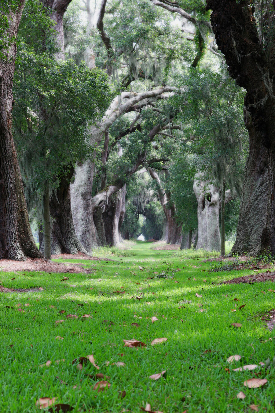 Row of Oaks