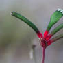 Kangaroo Paw