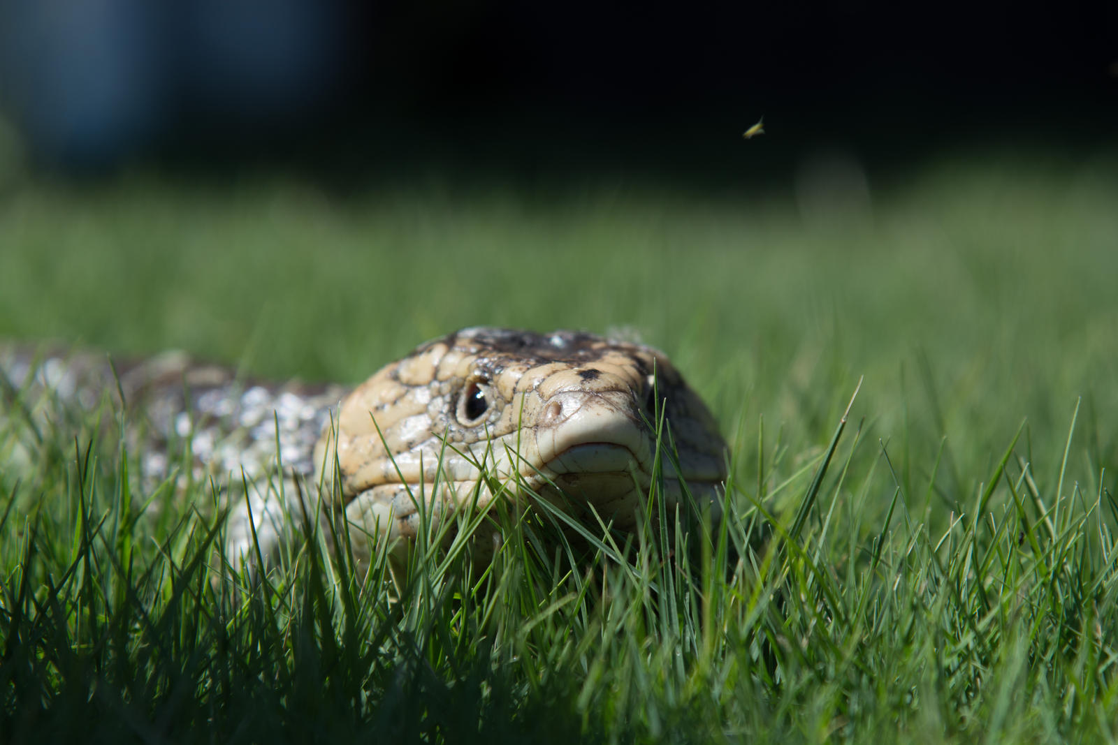 Blue Tongue lizard