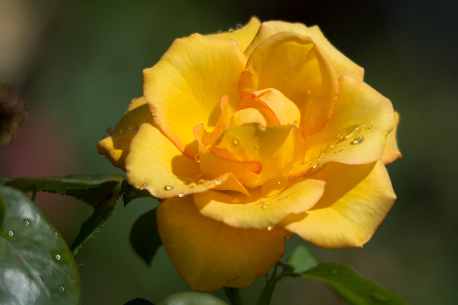 Yellow rose