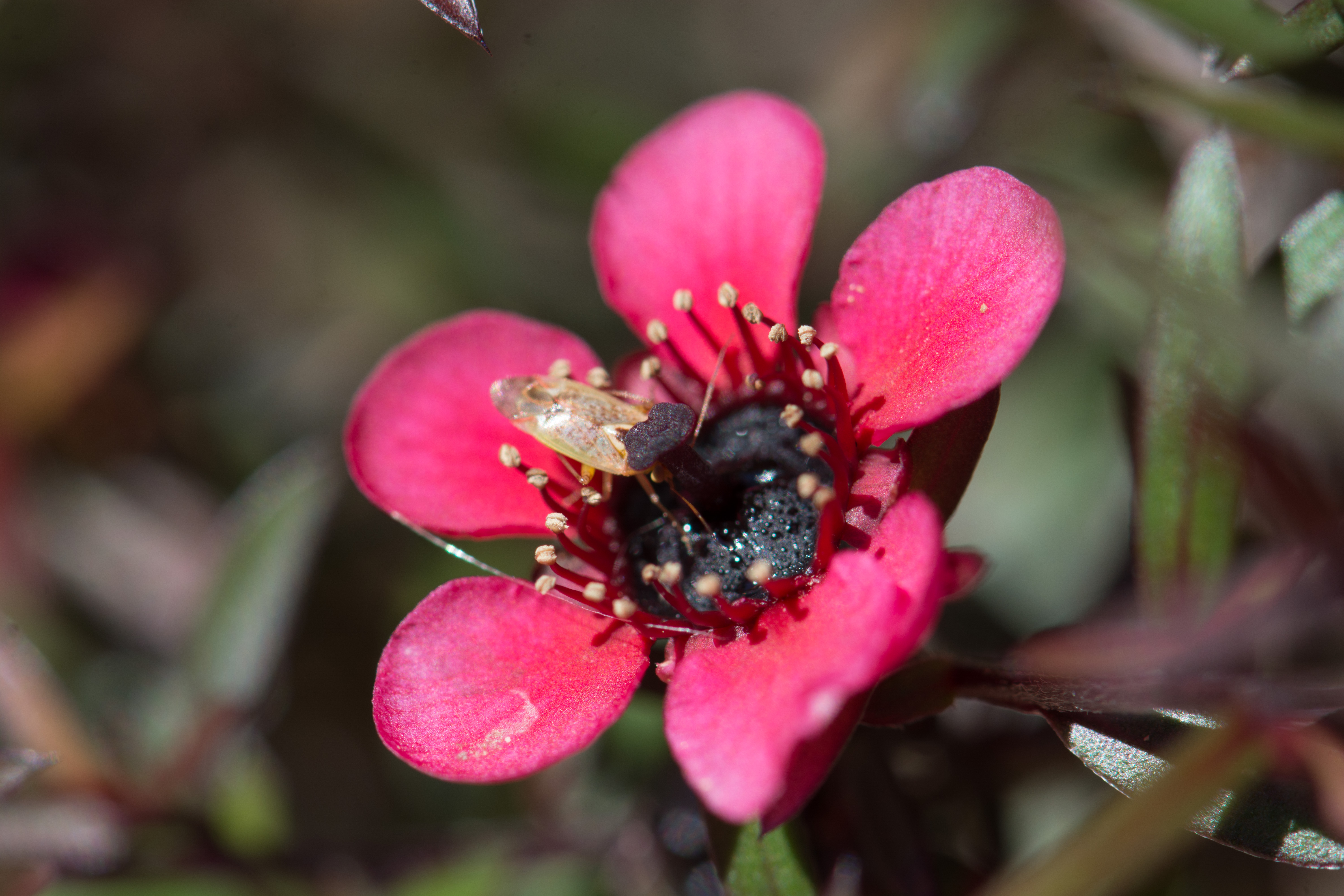 Feeding on a Tea Tree Flower