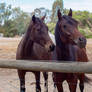 Impi and Horatio checking out the girls