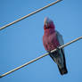 Galah sitting on our TV antenna