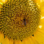 Sunflower with bee