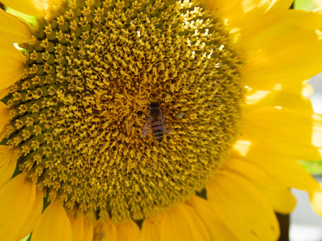Sunflower with bee