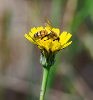 Flower and bee