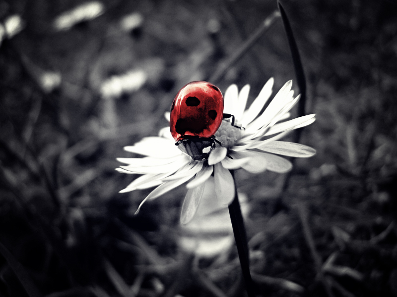 little ladybird