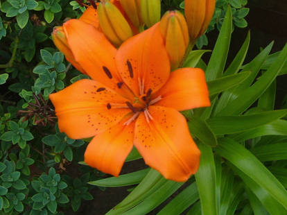 Orange flower