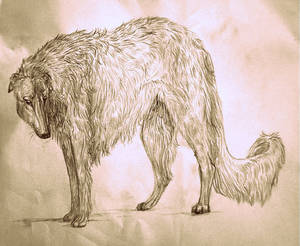 .:Borzoi:.