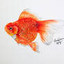 Study of a Goldfish