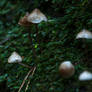 Fungi #2