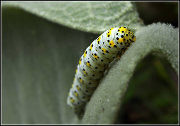 Caterpillar