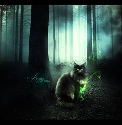 Cat in Dark Forest