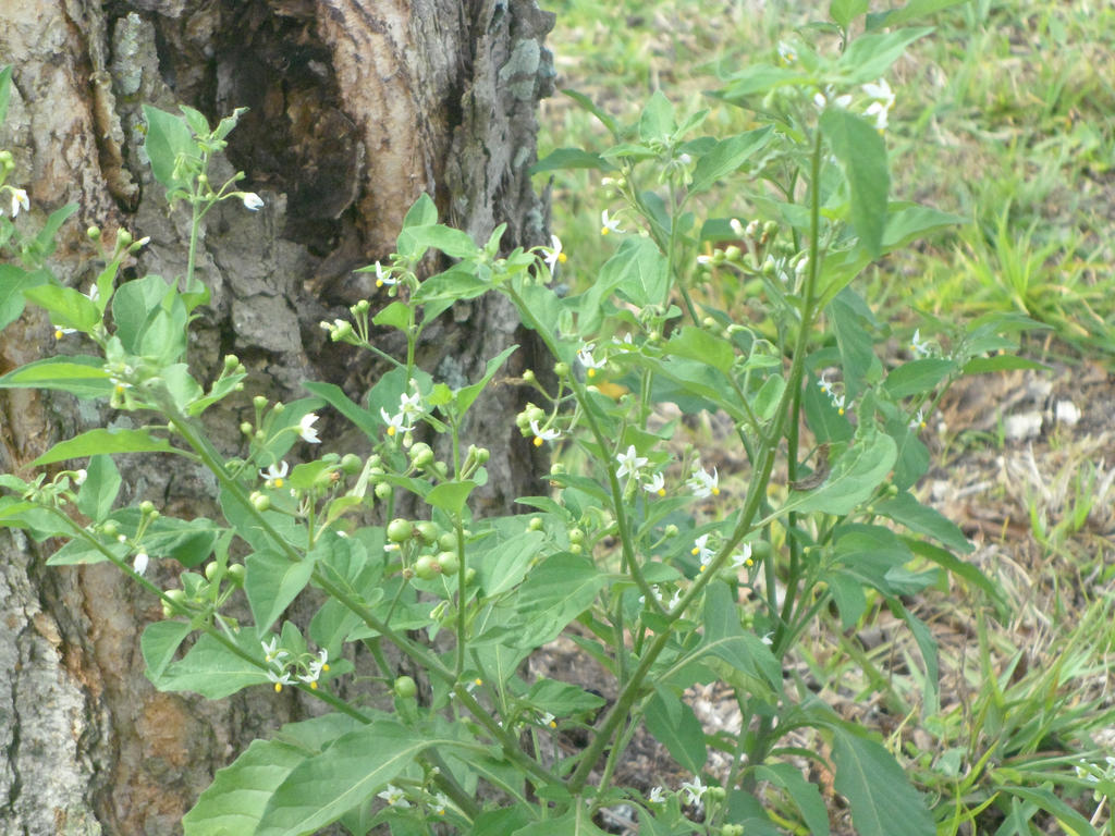 Day 41: Green Berries White Flowers