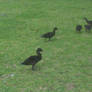 Little Black Ducklings