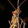 Locust Borer Beetle (Alternate Shot)