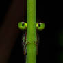 Peeping Tom