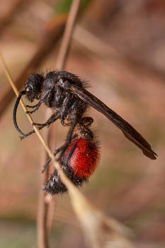 Male Velvet Ant 2017