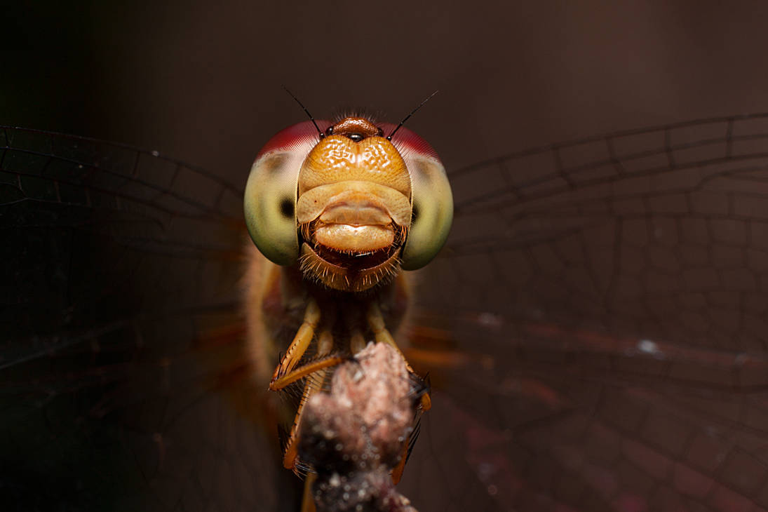 The Art of Insect Portraiture by class-pessimist The Art of Insect Portraiture by class-pessimist
