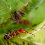 Farmer-Ant