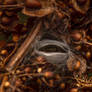 Micro-Mummy