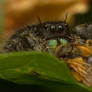 Nice stinger, I've got two
