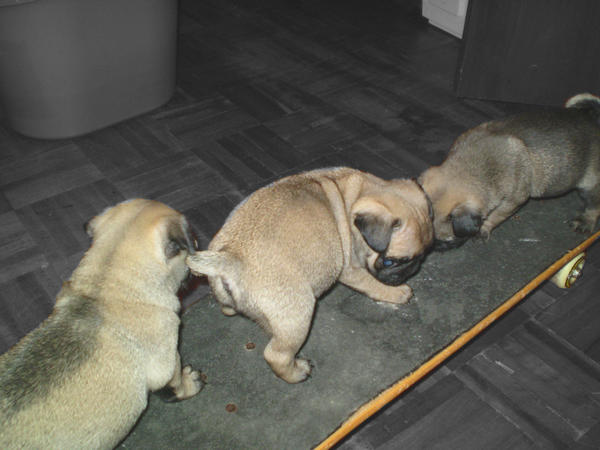 Skater Pugs