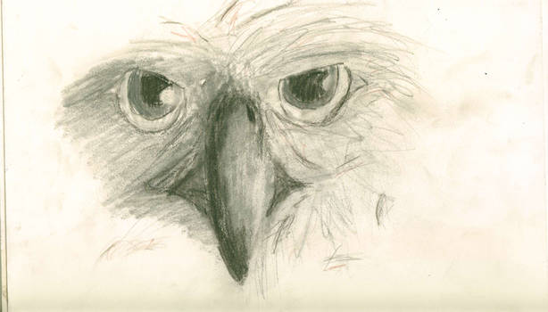 Eagle in Charcoal