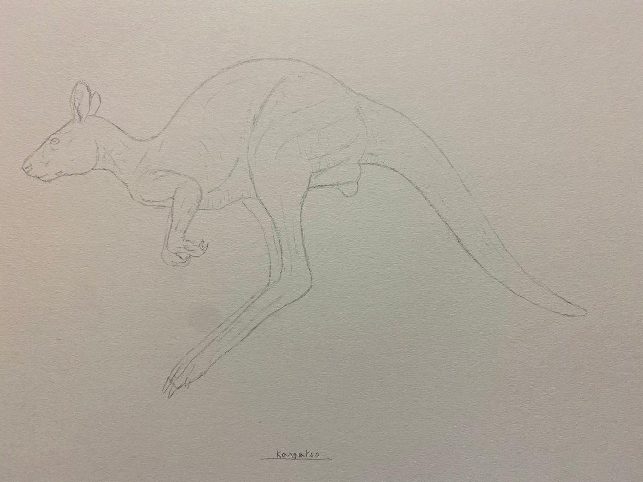 Kangaroo sketch by Buddyro181 on DeviantArt