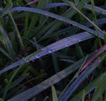 DAWN DEWDROP FOREST by CorazondeDios