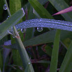 DEWDROPS by CorazondeDios