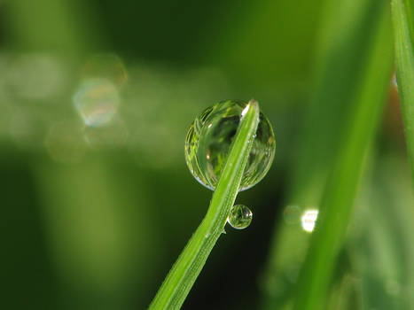 mama and baby dewdrops