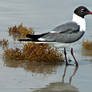 Laughing Gull II