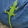 Lizard on jeans at JJ Mayes