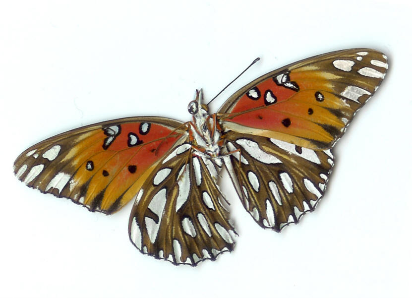 butterfly scan by CorazondeDios on DeviantArt