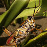 monster grasshopper