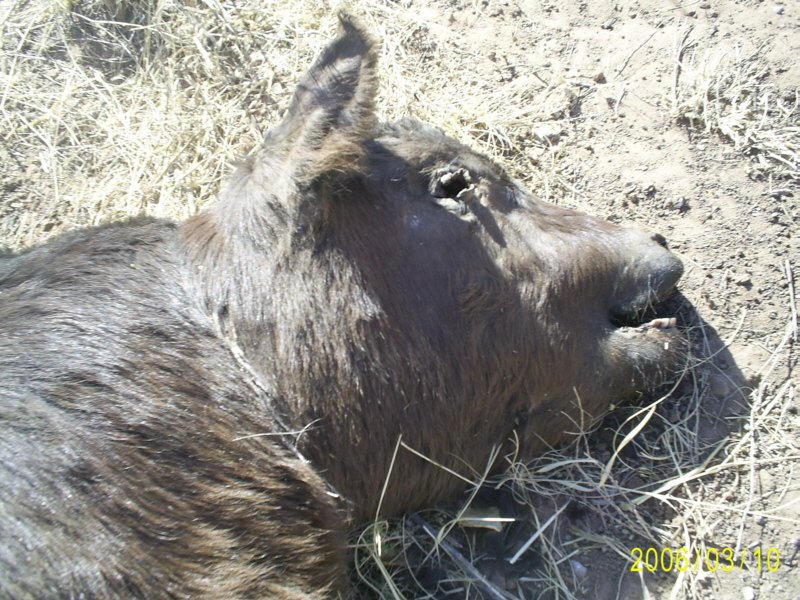 dead goat by CorazondeDios on DeviantArt