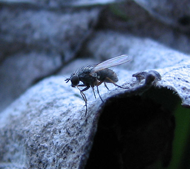 Shoo Insects Flying shoo fly by CorazondeDios on DeviantArt