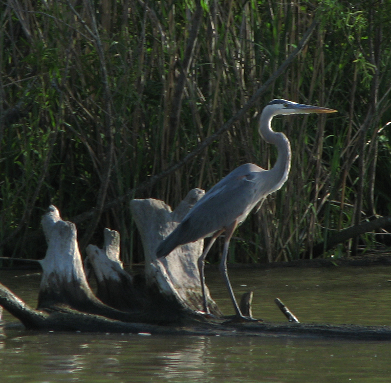 Great Blue Heron