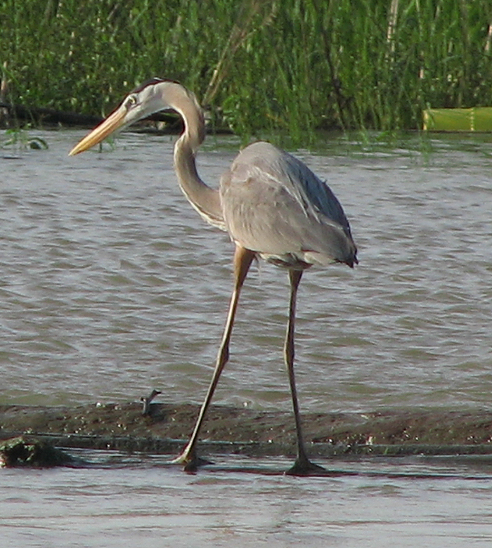 Great Blue Heron II