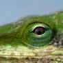 Texas chameleon lizard