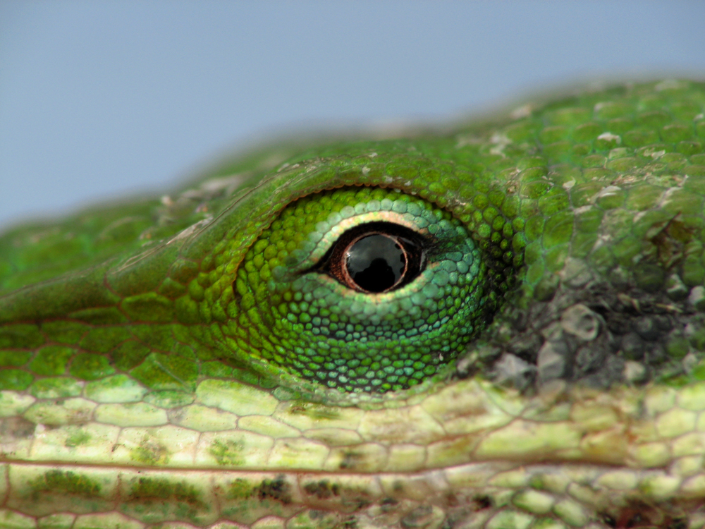 Texas chameleon lizard