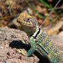 white collared lizard