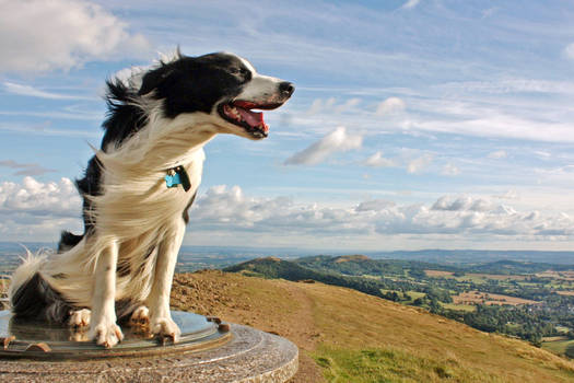 Windswept