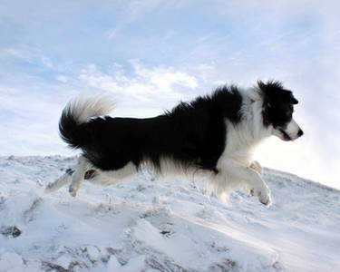 Sheepdog in the Snow